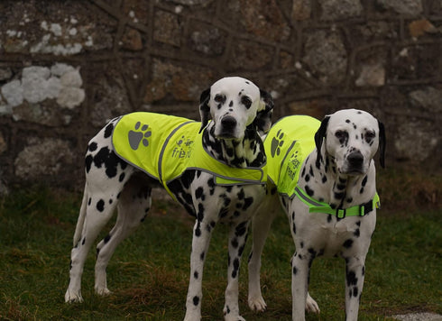 Safety Reflective Vest for Dogs - High Visibility for Outdoor Activity Day and Night