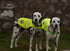 Safety Reflective Vest for Dogs - High Visibility for Outdoor Activity Day and Night