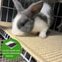 16 12 Inch 1Pc) Rabbit Scratching Pad, x Natural Sisal Bunny Scratch Mat Scratcher Mats Claws and Teeth Care for Biting