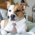 Segarty 6 Pieces Bow Tie Dog Collar, Adjustable Neckties with Suit White Collar for Medium Large Dogs Tuxedo
