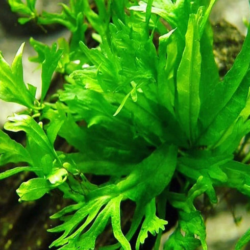 Generic 5X Java Fern Windelove Microsorum Pteropus Looses Aquarium Live Plant for Fish Tank Decoration