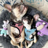 Voyager Step-in Lock Pet Harness - Pink/Black Trim, XS - All Weather Mesh, Adjustable Step in Harness for Cats and Dogs