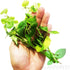 PLANTEREST BUY2GET1FREE Brazilian Pennywort Potted Hydrocotyle Leucocephala Tropical Easy Live Aquarium Plants