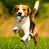 2 Pieces 2.5" Light up LED Dog Toy Ball - Elastic Flashing Glowing Interactive Bounce-Activated Toy for Small Medium