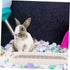 10.62X7.40X1.57 Inch Rabbit Litter Box Rectangular Small Pet Toilet with Raised Fence Non-Slip Bottom for Bunny