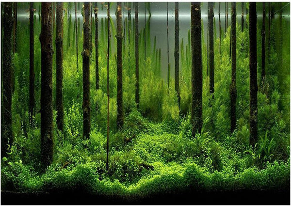 PVC Fish Tank Background Adhesive - Underwater Forest Tank Background Poster Decoration (24.02x16.14in)