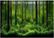PVC Fish Tank Background Adhesive - Underwater Forest Tank Background Poster Decoration (24.02x16.14in)