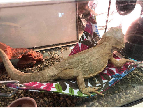 KUDES Bearded Dragon Hammock, Reptile Lizard Lounger Accessories for Large Small Bearded Dragons Geckos Lizards