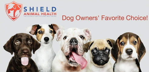 Antimicrobial Toothbrush for Dogs, Professional Dental Care, Ergonomic Design, Quality Guaranteed