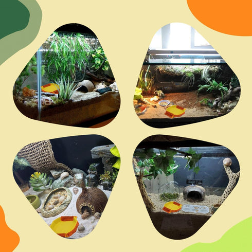 TELADESHX 6.1 5.71 0.79 inches) Hermit Crab Water Tank Hermit Crab Habitat Reptile Food Dish Accessories for Hermit