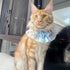 ANNUOZE 3 PCS Chiffon Cat Bibs with Bows, Sweet Lace Ruffle Dog Bib Collars, Cute Kitten Bandana Scarf, Pet Accessories