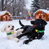 LaRoo Christmas Day Dog Lights for Night Walking,Led Dog Collar Lights for Nighttime Clip On Light up Dog Collar