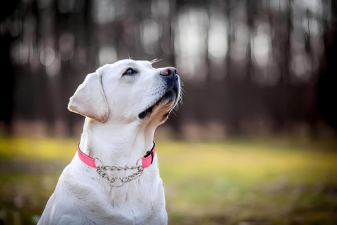 Pink Martingale Dog Collar, Reflective Nylon Adjustable Stainless Steel Chain Collar, No Pull Training Collar for Small