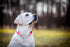 Pink Martingale Collar for Dogs, Reflective Nylon Adjustable Stainless Steel Chain No Pull Training Collar for Small
