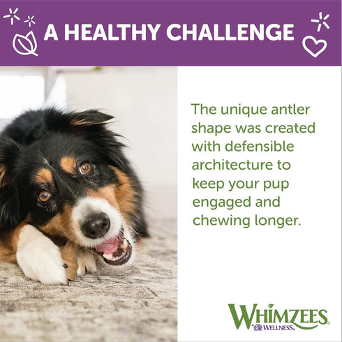 WHIMZEES by Wellness Natural Dental Chews for Medium Dogs, Long Lasting Treats, Grain-Free, 12 Count
