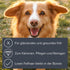Alcott Bamboo Groom Slicker Brush with Stainless Steel Pins for Small Pets in Black