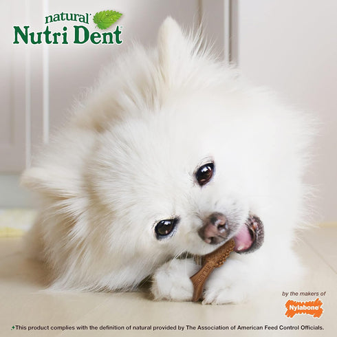 Nylabone Nutri Dent Dog Dental Chews - Natural Dog Teeth Cleaning & Breath Freshener - Filet Mignon Flavor, Mini (160