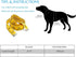 COVGOPI Slip Lead Dog Leash, 6 pcs Short Pet Leashes Slip Leads for Dogs Cats Grooming Shelter Rescues Walking Training,etc., 6 FT Strong Pulling Dog Leash with O-Ring