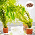 20 Pcs Aquatic Water Plant Fixed Rings - Ceramic Pottery Gravity Ring for Fish Tank