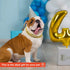 2 Pieces Gold Dog Link Chain Necklace, ABS Plastic Golden Collar Chain for Dogs, Puppy Costume (10 Inch (25+7 cm))