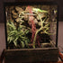 Flexible Bend-A-Branch Reptile Vines, Long Jungle Climber Habitat Decor for Chameleons, Lizards, Snakes