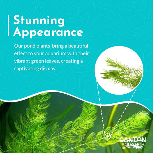 6 Pack 6 Live Aquarium Hornwort Coontail Indoor Plants - Excellent Aquarium Plant - Beautiful Effect to Aquarium - Fast