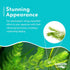 6 Pack 6 Live Aquarium Hornwort Coontail Indoor Plants - Excellent Aquarium Plant - Beautiful Effect to Aquarium - Fast