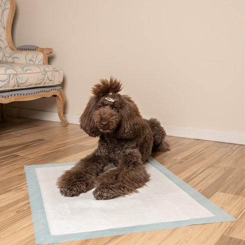 Best Pet Supplies, XL (36" x 28") Disposable Puppy Pads - 100 Pack, Ultra Absorbent, Leak Resistant, Baby Blue