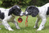 2Pcs Dog Training Ball on Rope, Exercise and Reward Toy for Chew Training, Tug Toy for Dogs