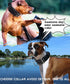 Large Dog Collar, Black Heavy Duty for Giant Breed Dogs, 2 inch Wide with Handle, Strong Nylon and Stainless Hardware