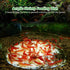 Acrylic Aquarium Shrimp Feeding Dish Bowl, Transparent Food Container Feeder Tray for Smaller Reptiles and Pets