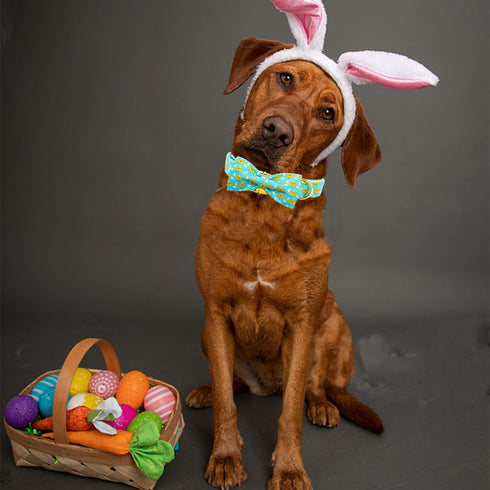 Elegant Little Tail Easter Day Dog Collar with Bow, Chicken Eggs Print, Adjustable for Small Dogs