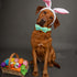 Elegant Little Tail Easter Day Dog Collar with Bow, Chicken Eggs Print, Adjustable for Small Dogs