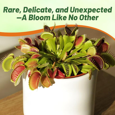 10 Outsidepride Venus Flytrap Seeds - Pcs Perennial, Unique & Carnivorous, Indoor Plant Seeds for House Plants, Easy