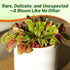 10 Outsidepride Venus Flytrap Seeds - Pcs Perennial, Unique & Carnivorous, Indoor Plant Seeds for House Plants, Easy
