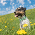 Elegant Little Tail Dog Collar with Bow - Pink with Green Plaid, Adjustable Cute Bowtie Pet Collar for X-Small Puppy