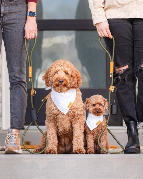 Remy+Roo Manhattan Olive 5 ft Heavy Duty Dog Leash, Custom Waste Bag Ring, Double Stitched Leather, Brass Finishes