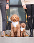 Remy+Roo Manhattan Olive 5 ft Heavy Duty Dog Leash, Custom Waste Bag Ring, Double Stitched Leather, Brass Finishes