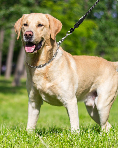 TagME Chain Choke Collar for Dogs, Adjustable Weather Proof Necklace for Medium Dogs