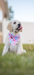 Elegant Little Tail Bandana for Small, Medium, Large Dogs, Adjustable Comfortable Bibs Scarf