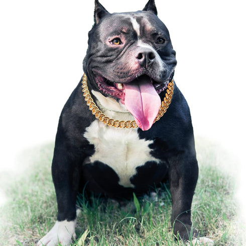 Gold Chain Dog Collar, 15mm Cute Pet Necklace for Bulldog, Light Metal Puppy Jewelry 20" Chain Costume