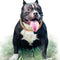 Gold Chain Dog Collar, 15mm Cute Pet Necklace for Bulldog, Light Metal Puppy Jewelry 20" Chain Costume