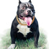 Gold Chain Dog Collar, 15mm Cute Pet Necklace for Bulldog, Light Metal Puppy Jewelry 20" Chain Costume