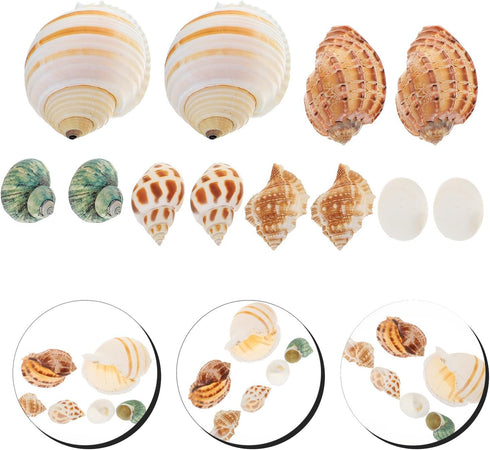 12pcs Set Aquarium Natural Conch Shells Hermit Crab Replacement Shells Fish Tank Landscaping Ornament Decorative Micro