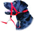 Coastal Pet Walk 'n Train Dog Head Halter, No-Pull Harness, Black, XLarge