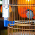 LemonRoad 24 Pcs Bird Drinker Feeder Cups Plastic Water Bottle Cup for Cage Ideal for Pigeon Bottle Chicken Quail
