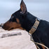 EXCELLENT ELITE SPANKER 1.5" Width Military Dog Collar - Adjustable Metal D Ring & Buckle Working Dog Collar (Ranger