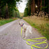 5ft Waterproof Yellow Dog Leash for Small Medium Large Dogs, Cute Color Leash for Boys Girly Dog