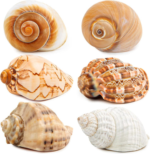 6PCS Large Natural Hermit Crab Shells, Size 3" - 3.5" for Supplies and Beach Decoration