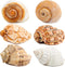 6PCS Large Natural Hermit Crab Shells, Size 3" - 3.5" for Supplies and Beach Decoration